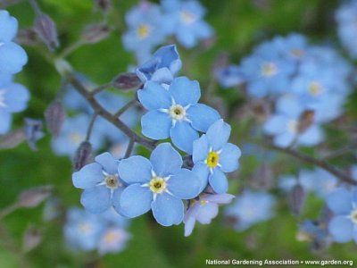 Myosotis (nu-ma-uita) 123