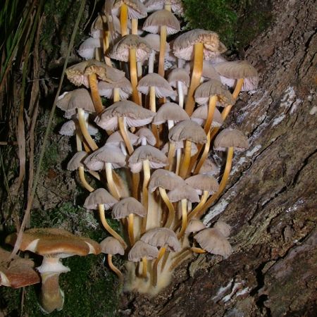Mycena renati