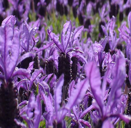 Lavanda NZeelanda