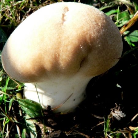 Lycoperdon sp.