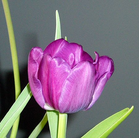 Tulip 