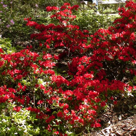 Rododendron NZeelanda **Cris
