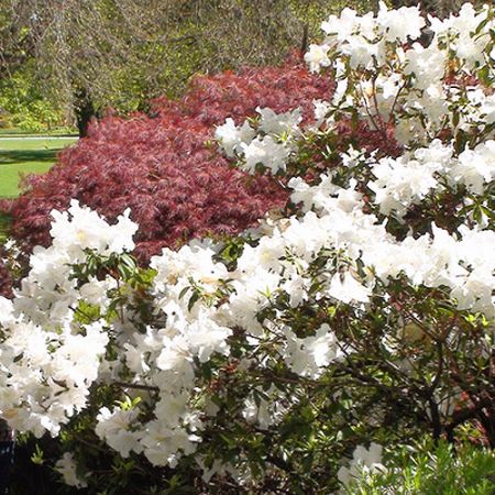 Rododendron alb NZ **Cris