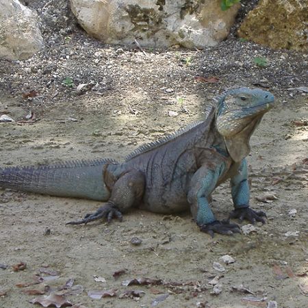 Iguana **Cris