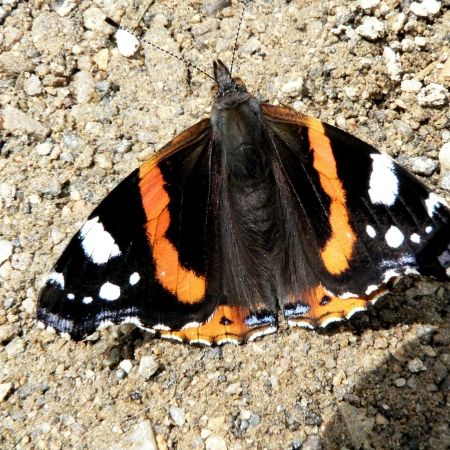 Vanessa atalanta