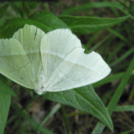 Campaea margaritata