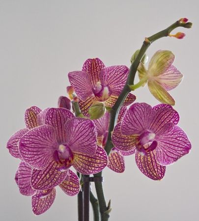 orhidee
