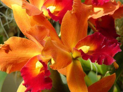 orhidee (Sophrolaeliocattleya)