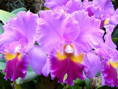 orhidee - Laeliocattleya