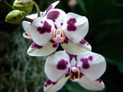 orhidee Arlechin, Phalaenopsis