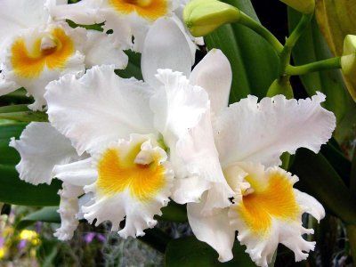 orhidee Carmela, Cattleya