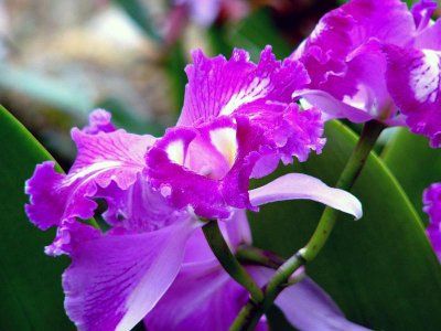 orhidee Kitten Face, Laeliocattleya