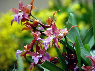 orhidee Miltrassia