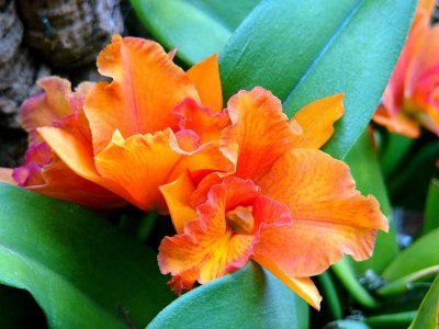 orhidee Orange Bowl, Potinara