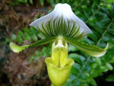 orhidee Paphiopedilum Maudiae