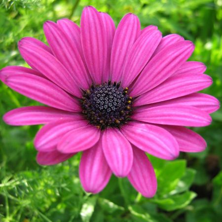 osteospermum