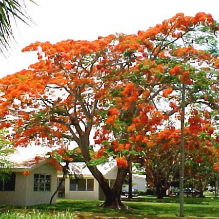 delonix regia