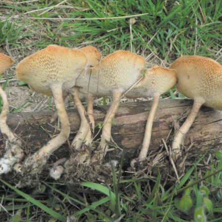 Polyporus arcularius