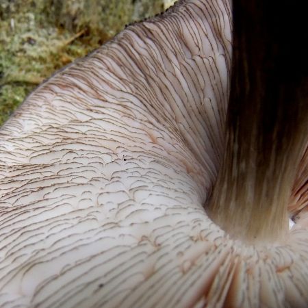 Pluteus atromarginatus