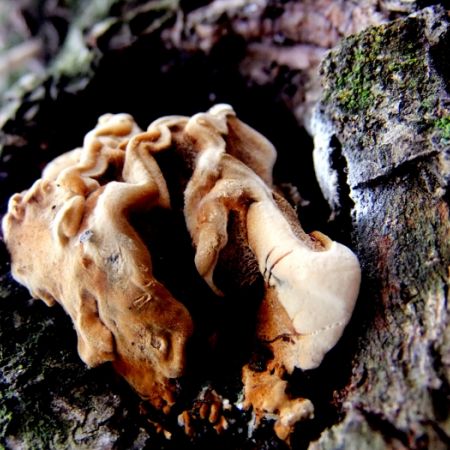 Phellinus conchatus