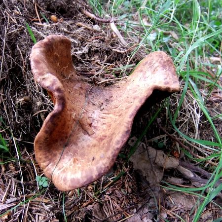 Paxillus involutus