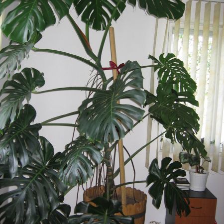 PHILODENDRON