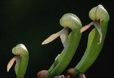 planta carnivora - cobra