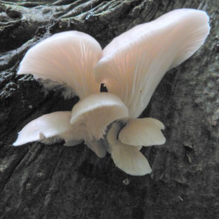 Pleurotus pulmonarius