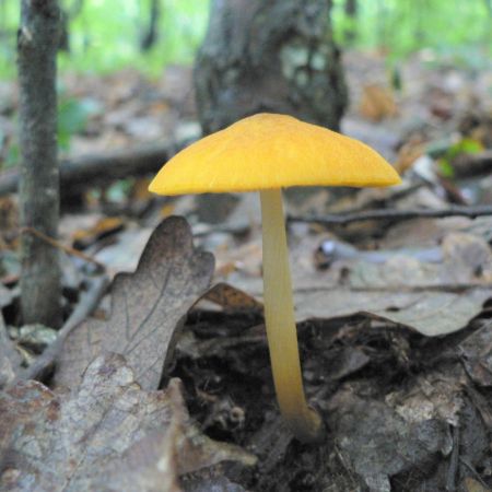 Pluteus leoninus