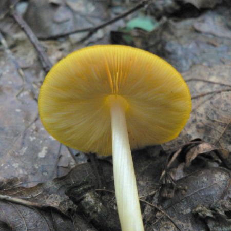 Pluteus leoninus