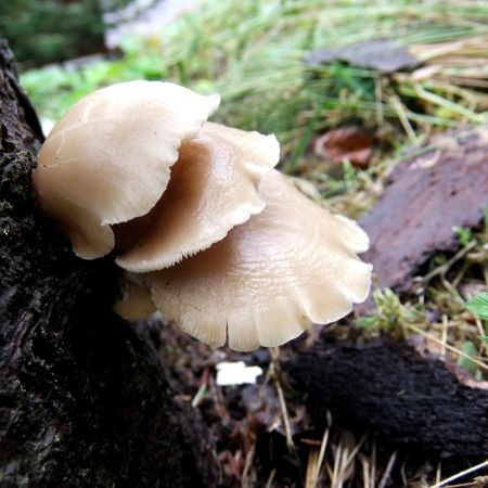 Pleurotus pulmonarius