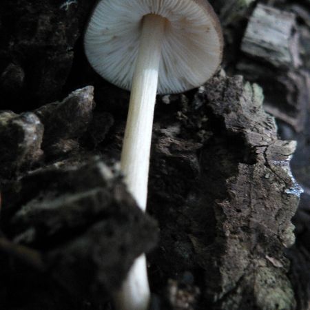 Pluteus nanus