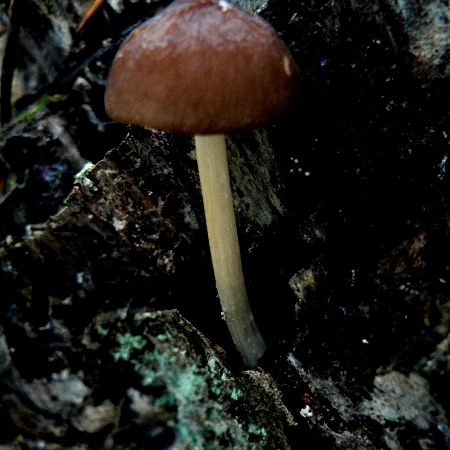 Pluteus nanus