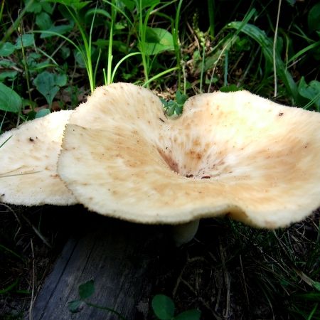 Polyporus arcularius