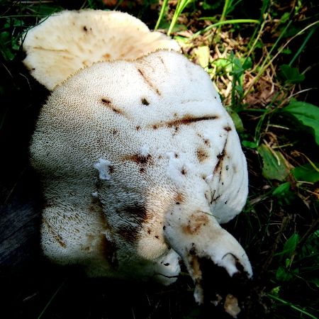 Polyporus arcularius