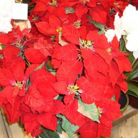 poinsettia