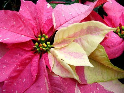 poinsettia (steaua craciunului)