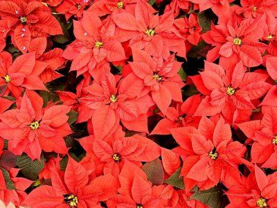 poinsettia (steaua craciunului)0