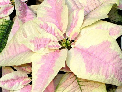 poinsettia (steaua craciunului)1