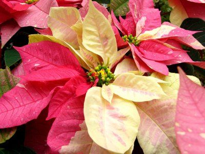 poinsettia (steaua craciunului)4