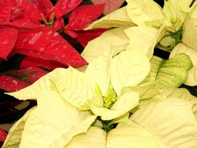 poinsettia (steaua craciunului)5