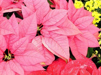 poinsettia (steaua craciunului)9