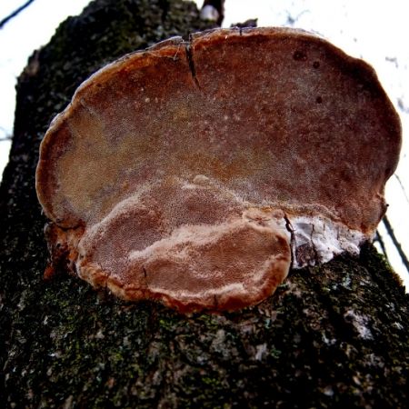 Phellinus pomaceus