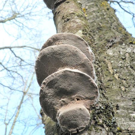 Phellinus pomaceus