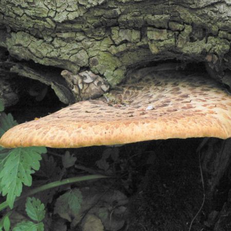 Polyporus squamosus