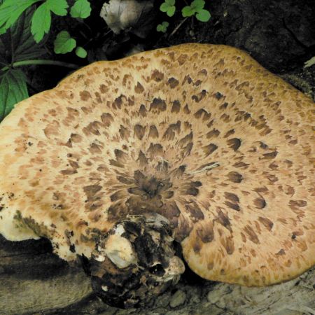 Polyporus squamosus