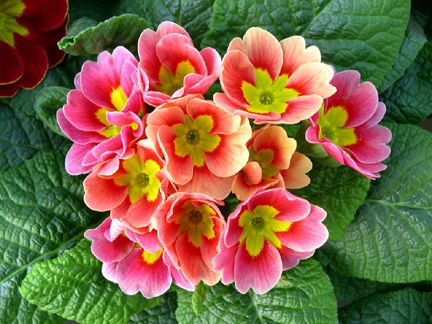 PRIMULA