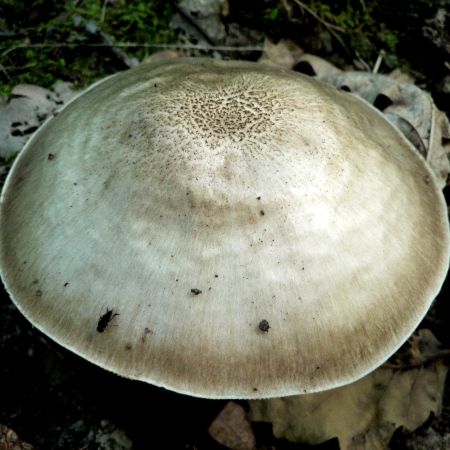 Pluteus petasatus