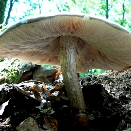 Pluteus cervinus