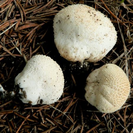 Lycoperdon hungaricum